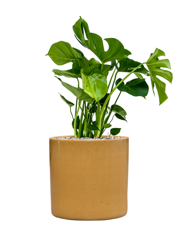 Monstera deliciosa in Cylinder