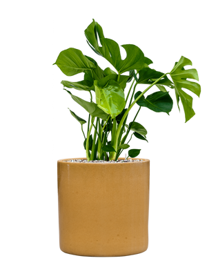 Monstera deliciosa in Cylinder