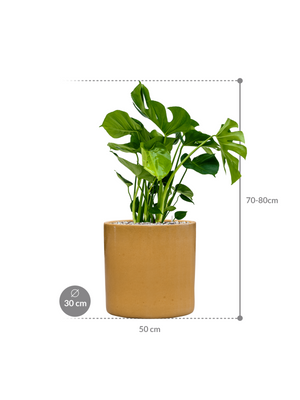 Monstera deliciosa in Cylinder