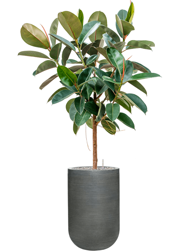 Ficus elastica 'Robusta' in Ridged Horizontally