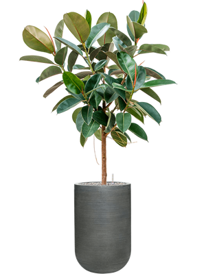 Ficus elastica 'Robusta' in Ridged Horizontally