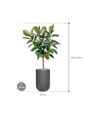 Ficus elastica 'Robusta' in Ridged Horizontally