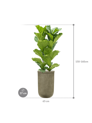 Ficus lyrata — Baq Vertical Rib