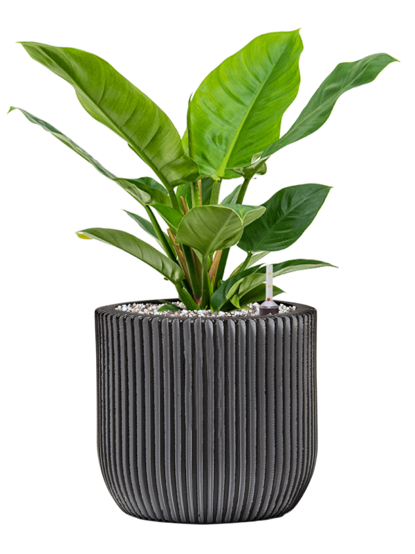 Philodendron 'Imperial Green' in Capi Nature Groove
