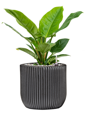 Philodendron 'Imperial Green' in Capi Nature Groove