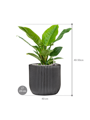 Philodendron 'Imperial Green' in Capi Nature Groove