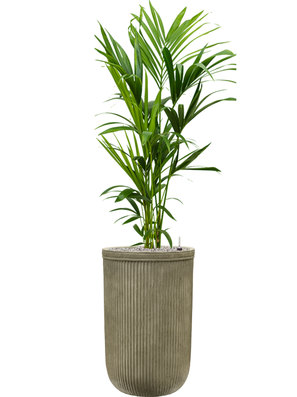 Kentia (Howea) forsteriana in Baq Vertical Rib