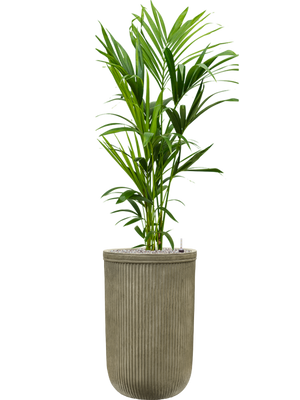 Kentia (Howea) forsteriana in Baq Vertical Rib