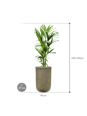 Kentia (Howea) forsteriana in Baq Vertical Rib