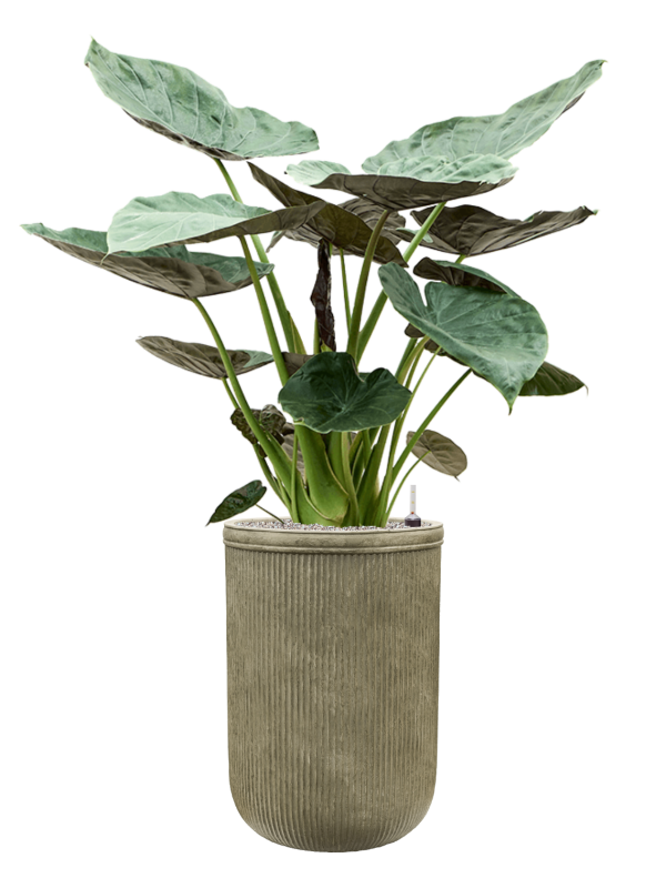 Alocasia Wentii — Baq Vertical Rib Green