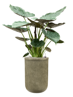 Alocasia Wentii — Baq Vertical Rib Green
