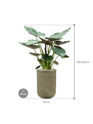 Alocasia Wentii — Baq Vertical Rib Green