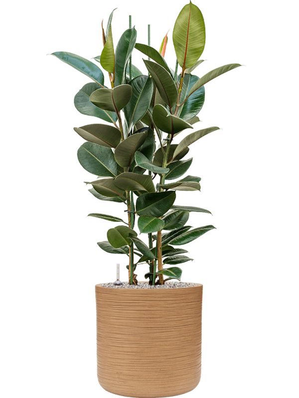 Ficus elastica 'Robusta' in Baq Dune