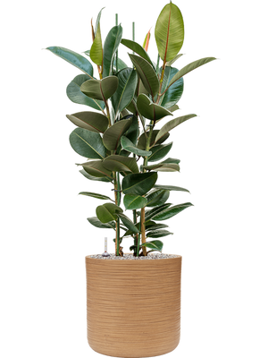 Ficus elastica 'Robusta' in Baq Dune