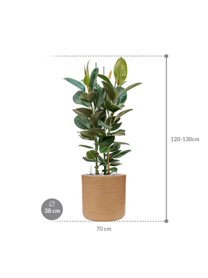 Ficus elastica 'Robusta' in Baq Dune
