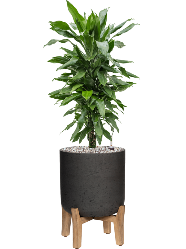 Dracaena fragrans 'Janet Lind' in Rough With Feet Low