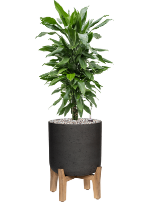 Dracaena fragrans 'Janet Lind' in Rough With Feet Low