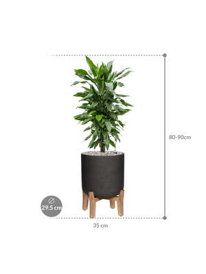Dracaena fragrans 'Janet Lind' in Rough With Feet Low