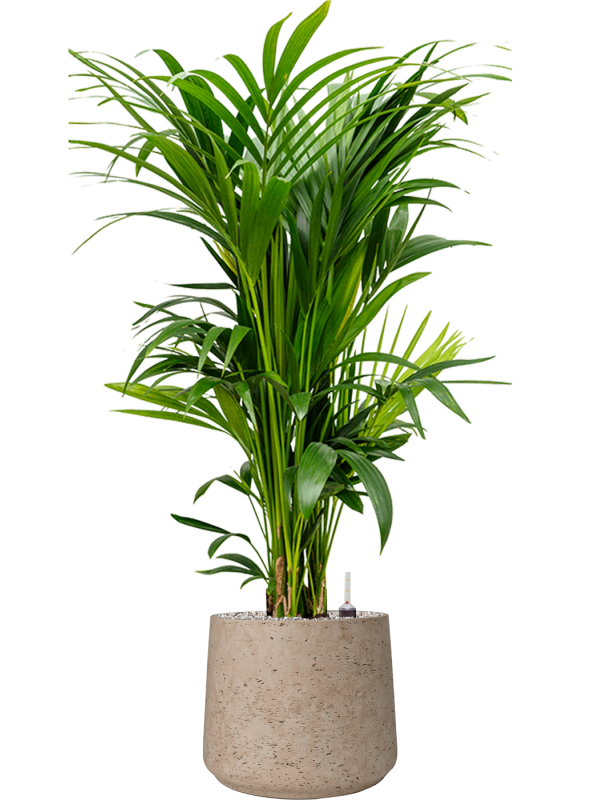 Kentia Palm — Rough Patt Grey Washed