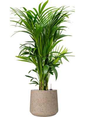 Kentia Palm — Rough Patt Grey Washed