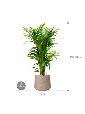 Kentia Palm — Rough Patt Grey Washed