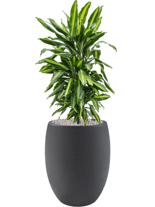 Dracaena fragrans 'Cintho' in Grigio