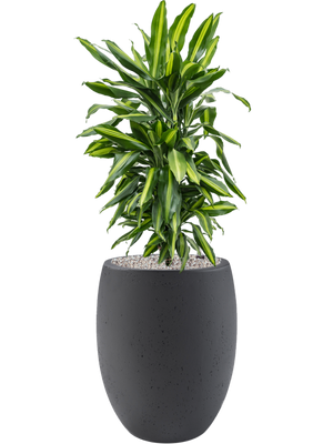 Dracaena fragrans 'Cintho' in Grigio