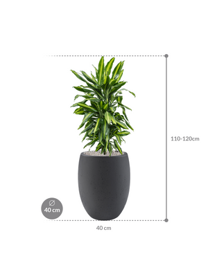 Dracaena fragrans 'Cintho' in Grigio