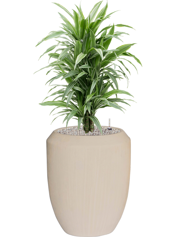 Dracaena deremensis 'Warneckei' in Baq Polystone Coated