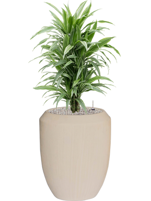 Dracaena deremensis 'Warneckei' in Baq Polystone Coated
