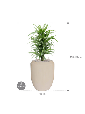 Dracaena deremensis 'Warneckei' in Baq Polystone Coated