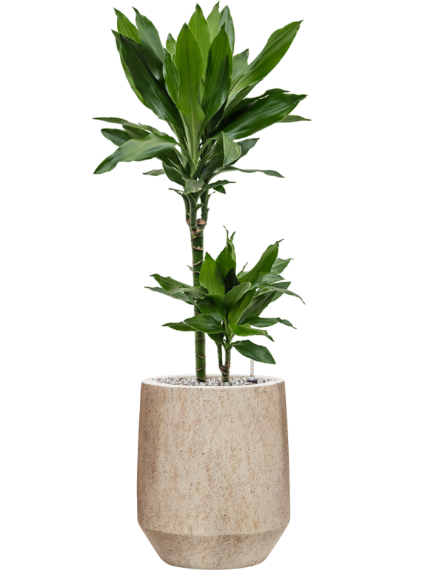 Dracaena fragrans Janet Lind — Mineral Harrith High XS Travertine Beige