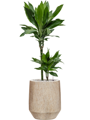 Dracaena fragrans Janet Lind — Mineral Harrith High XS Travertine Beige