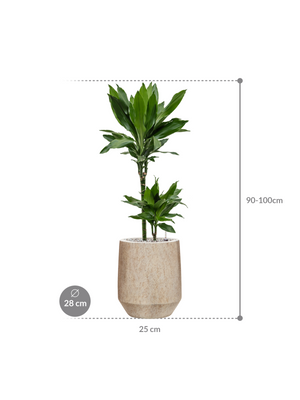 Dracaena fragrans Janet Lind — Mineral Harrith High XS Travertine Beige