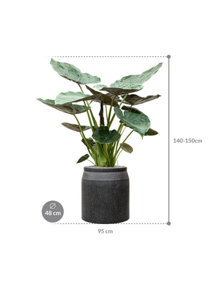Alocasia Wentii — Baq Raindrop Anthracite