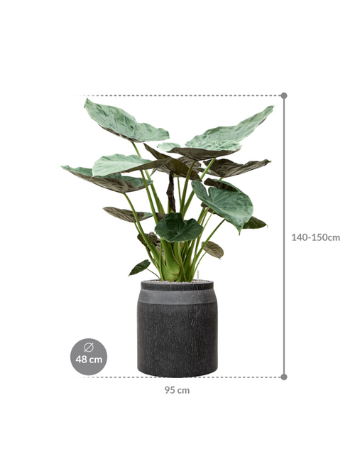 Alocasia Wentii — Baq Raindrop Anthracite