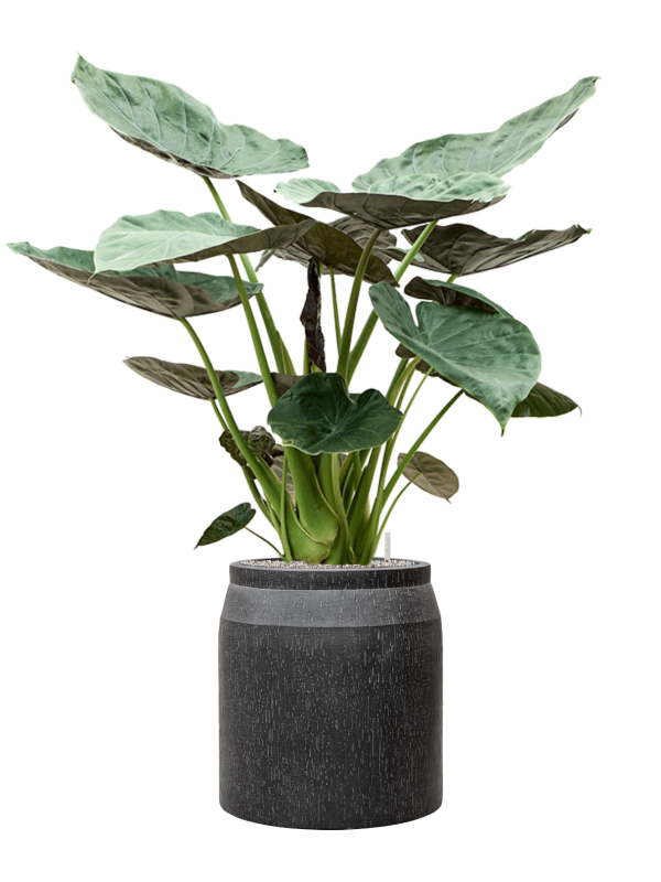 Alocasia Wentii — Baq Raindrop Anthracite