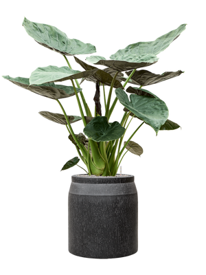 Alocasia Wentii — Baq Raindrop Anthracite