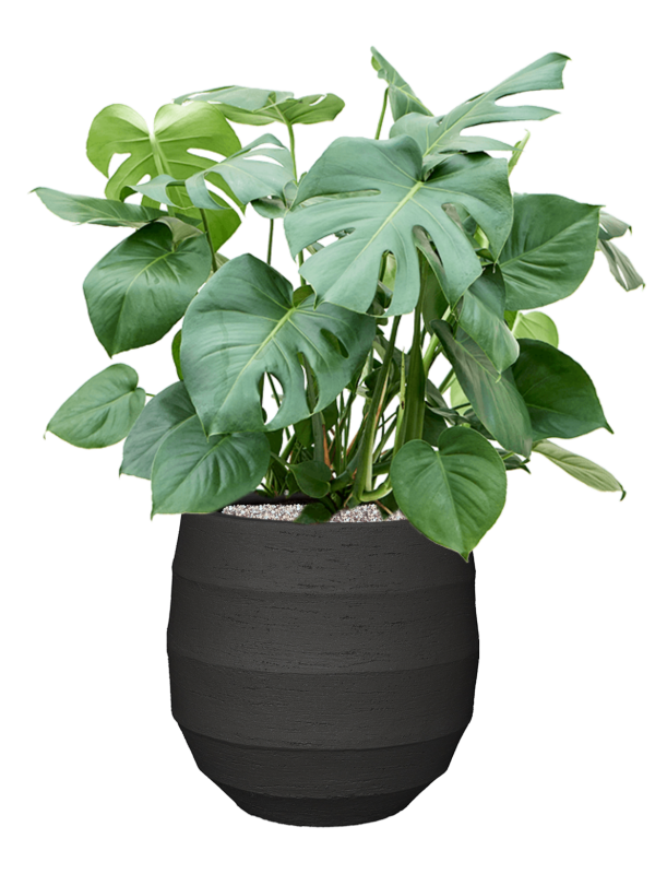 Monstera deliciosa — Bordo Balloon Earth