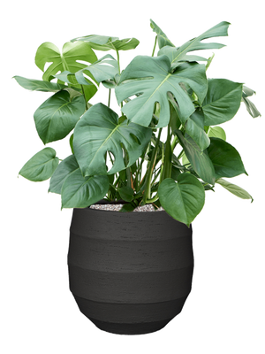 Monstera deliciosa — Bordo Balloon Earth