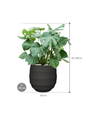 Monstera deliciosa — Bordo Balloon Earth