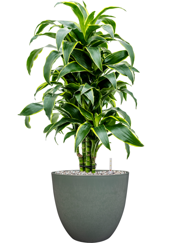 Dracaena fragrans 'Dorado' in Artstone