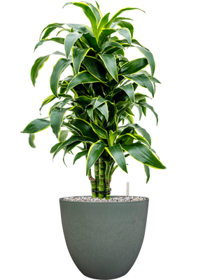 Dracaena fragrans 'Dorado' in Artstone