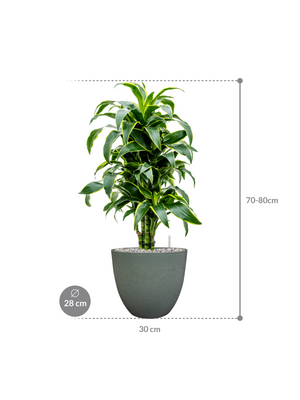 Dracaena fragrans 'Dorado' in Artstone