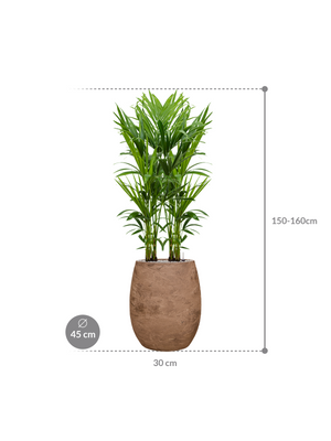 Kentia (Howea) forsteriana in Baq Algar (groot)