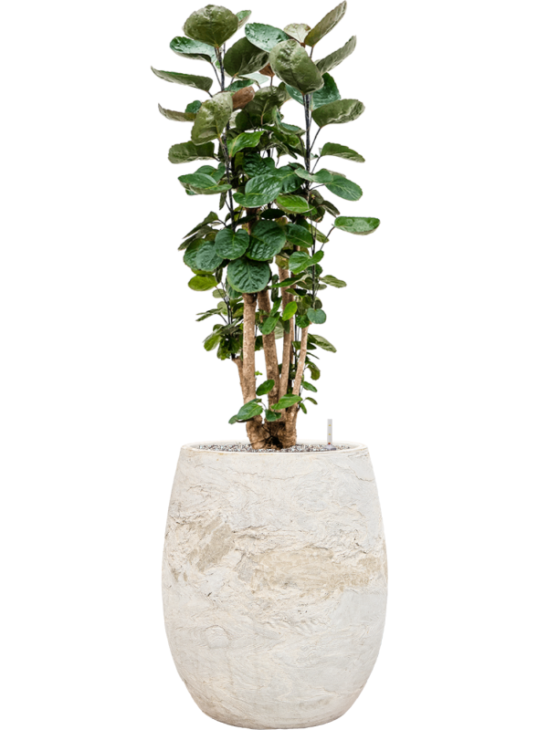 Aralia (Polyscias) 'Fabian' in Baq Algar