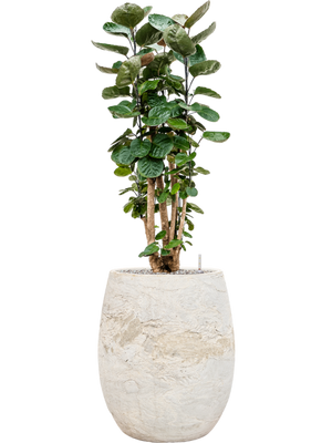 Aralia (Polyscias) 'Fabian' in Baq Algar