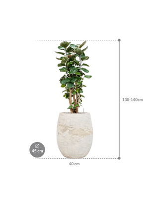 Aralia (Polyscias) 'Fabian' in Baq Algar