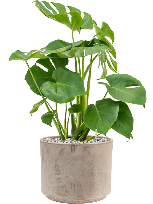Monstera deliciosa — Terra Cotta Grijs