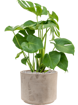 Monstera deliciosa — Terra Cotta Grijs